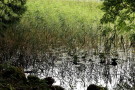 Reeds, Aros Park, Near Tobermory, Mull 